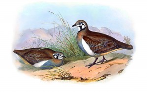 P Bronze wing Bird_OSG
